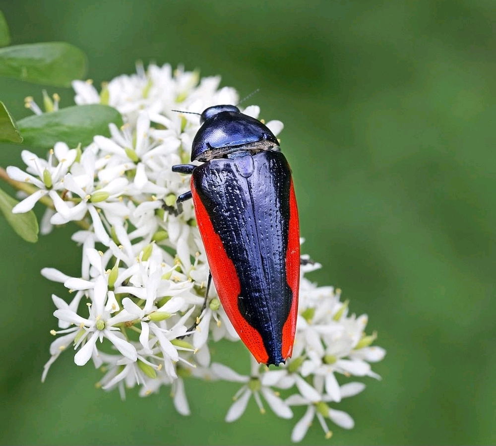 🪲🌿🌻🐞🌿🌻🪲🌿🐞