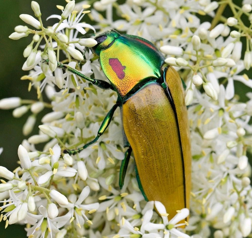 🪲🌿🌻🐞🌿🌻🪲🌿🐞