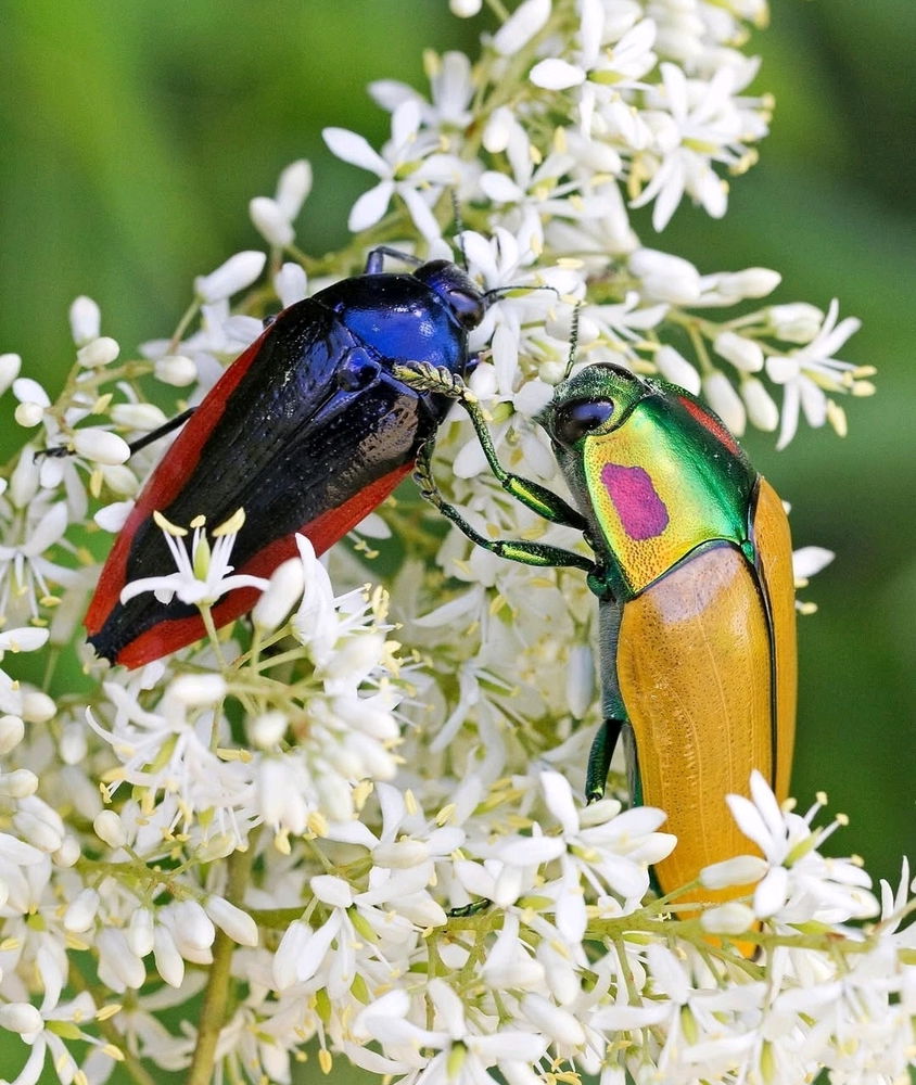 🪲🌿🌻🐞🌿🌻🪲🌿🐞