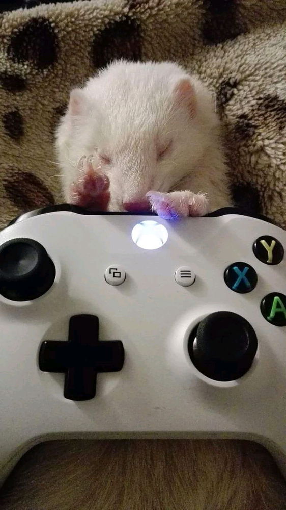 furãozinho gamer
