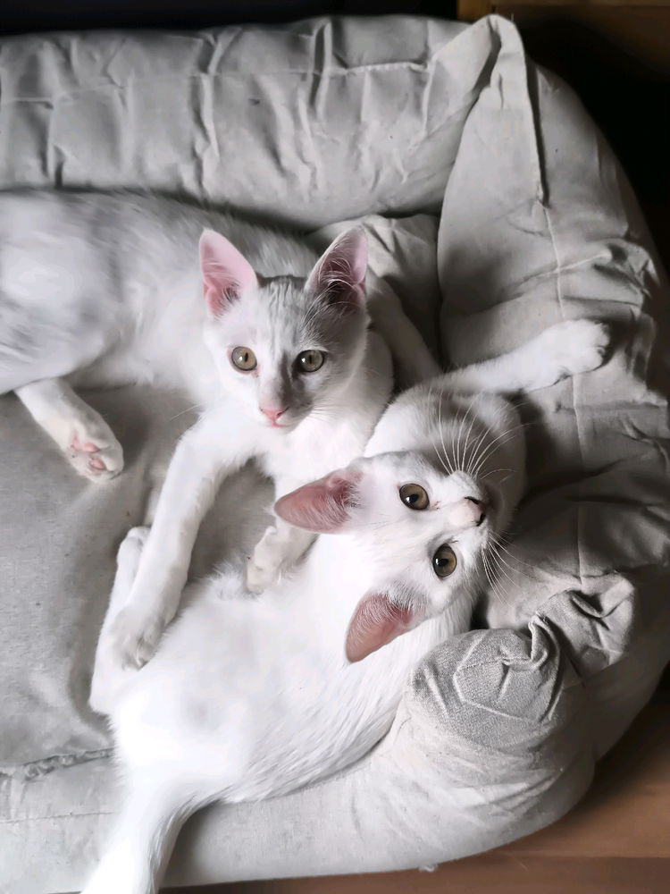 Busco adopción responsable de estos dos gatetes de tres meses, macho y hembra, hermanos y que se portan demasiado bien. 

Si alguien los quiere o conoce alguien que le pueda interesar que me contacte.
