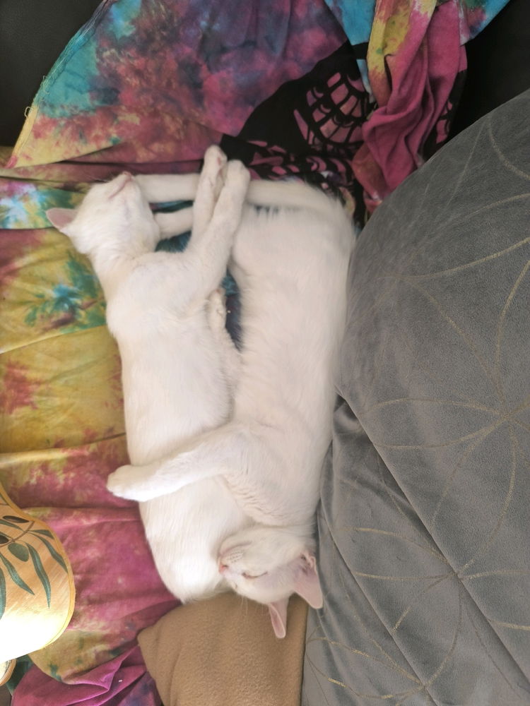Busco adopción responsable de estos dos gatetes de tres meses, macho y hembra, hermanos y que se portan demasiado bien. 

Si alguien los quiere o conoce alguien que le pueda interesar que me contacte.