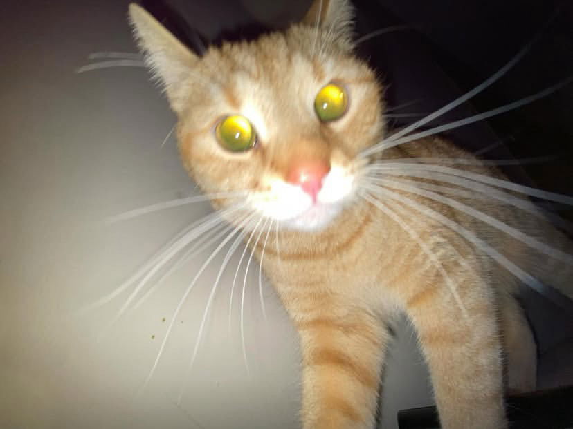 Милый котик