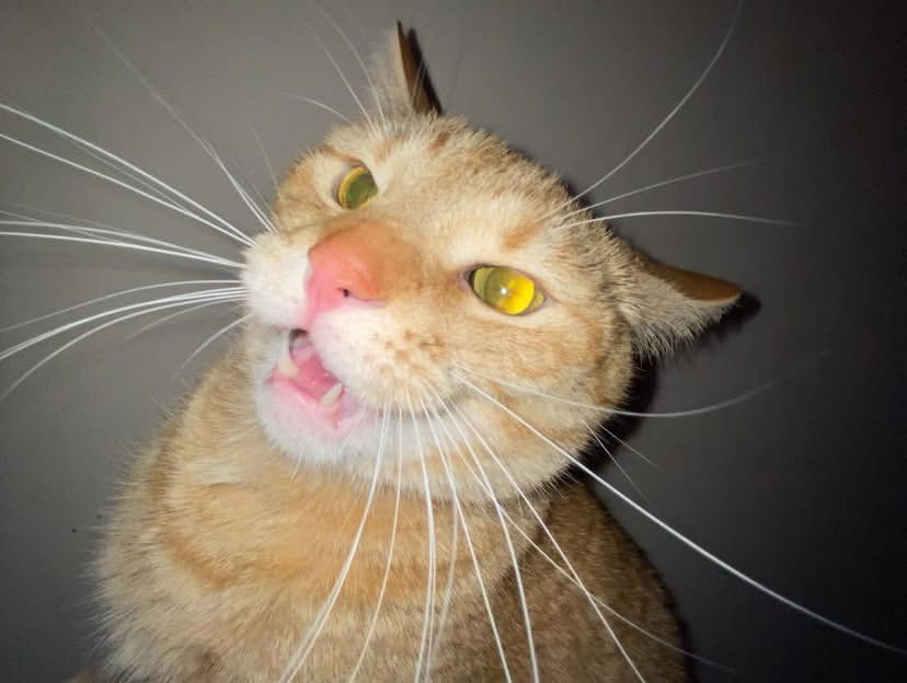 Милый котик