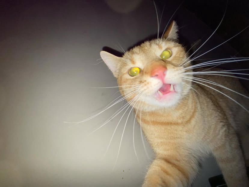 Милый котик