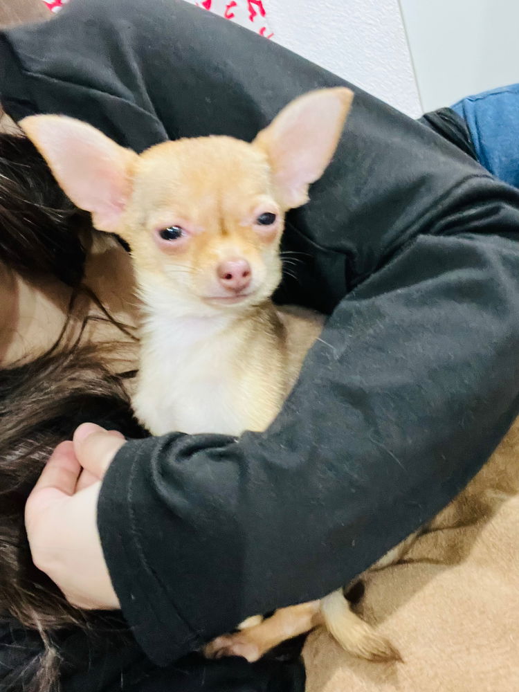 🐶🐶