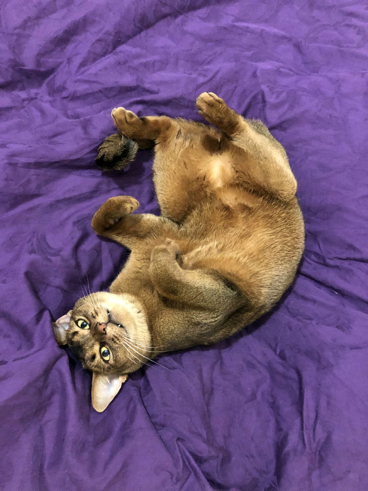 Funny cat