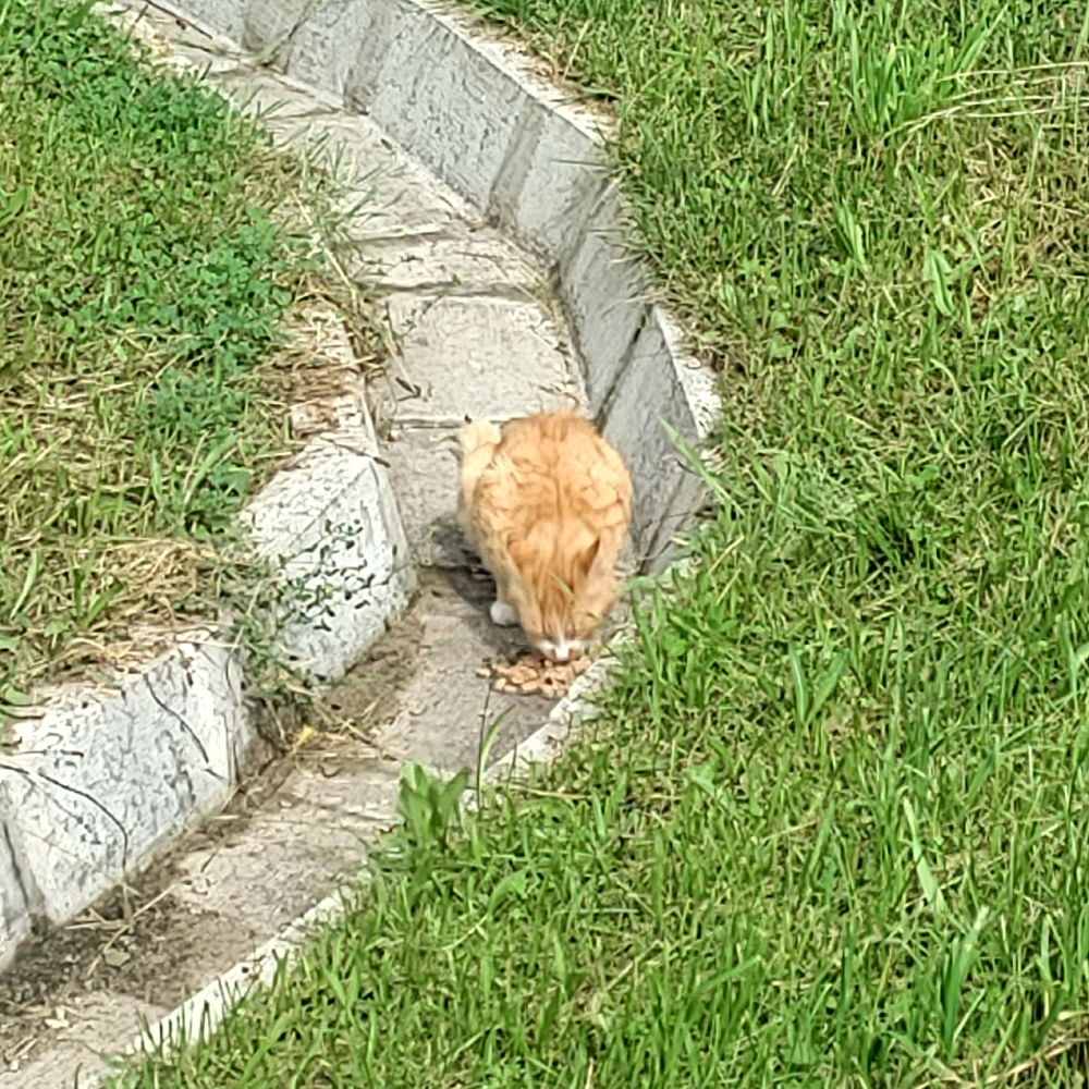The best feeling ever is when you spot a stray and see the moment it starts eating the food you placed for it.
