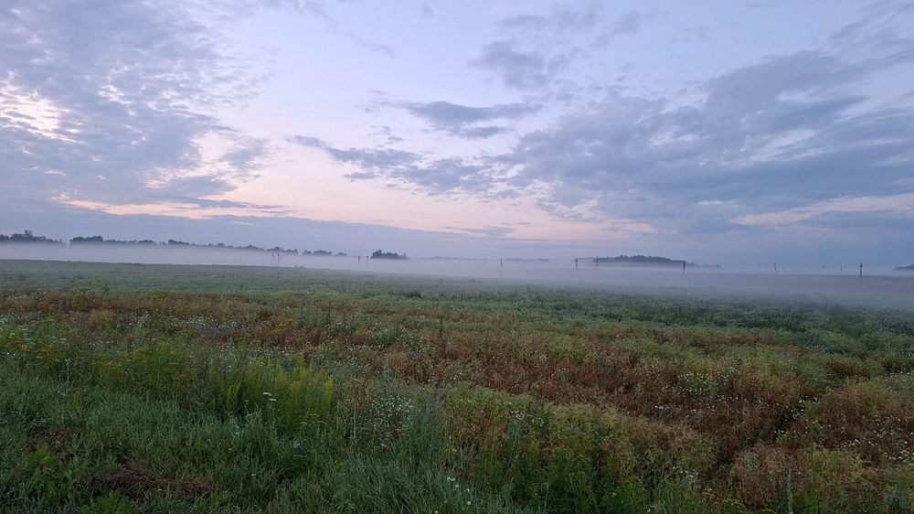 Fog
