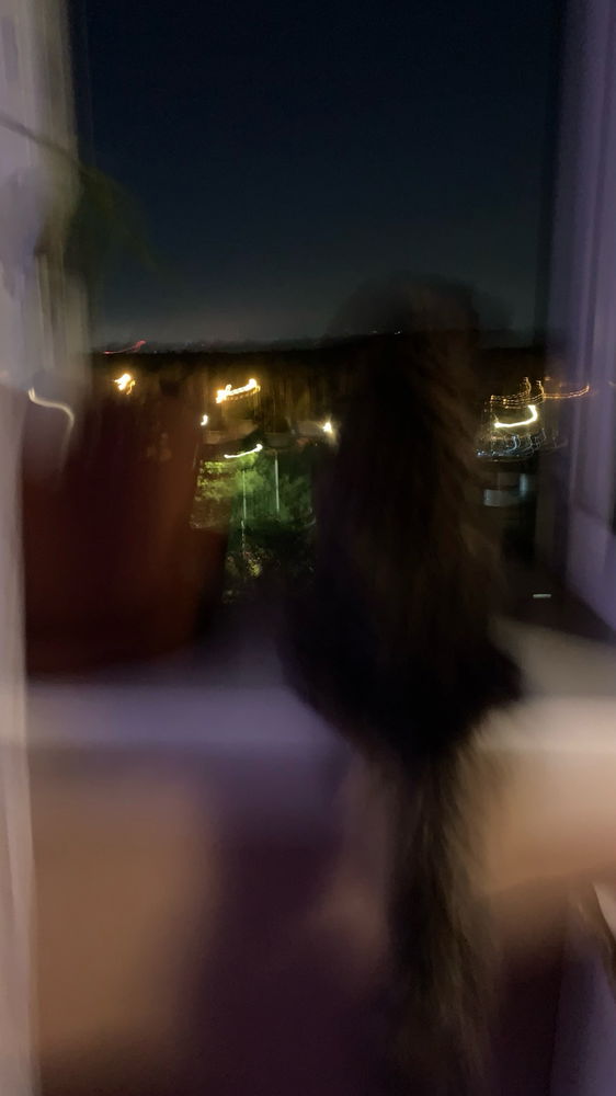 🐈🐈‍⬛