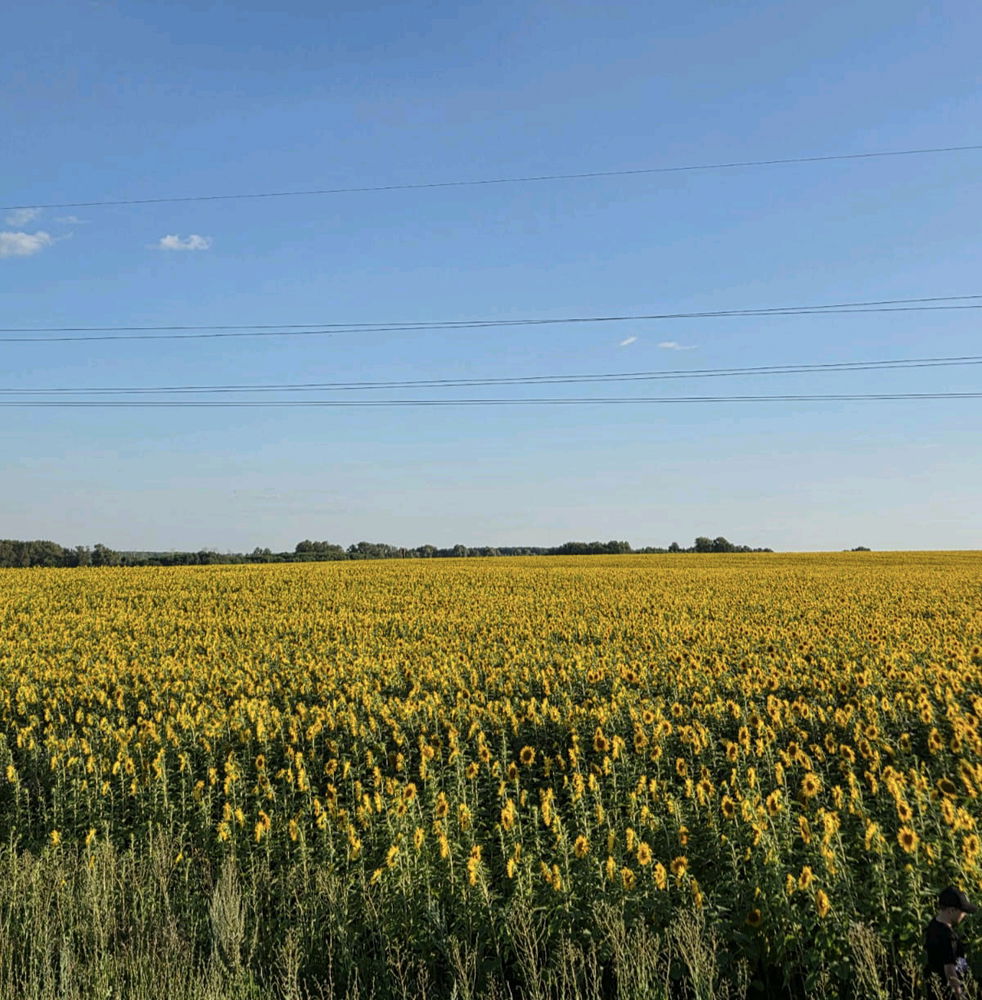 Sunflower field