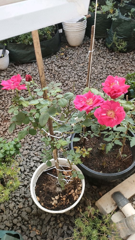 Roses Are Red