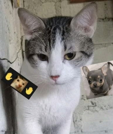 🐱🐾