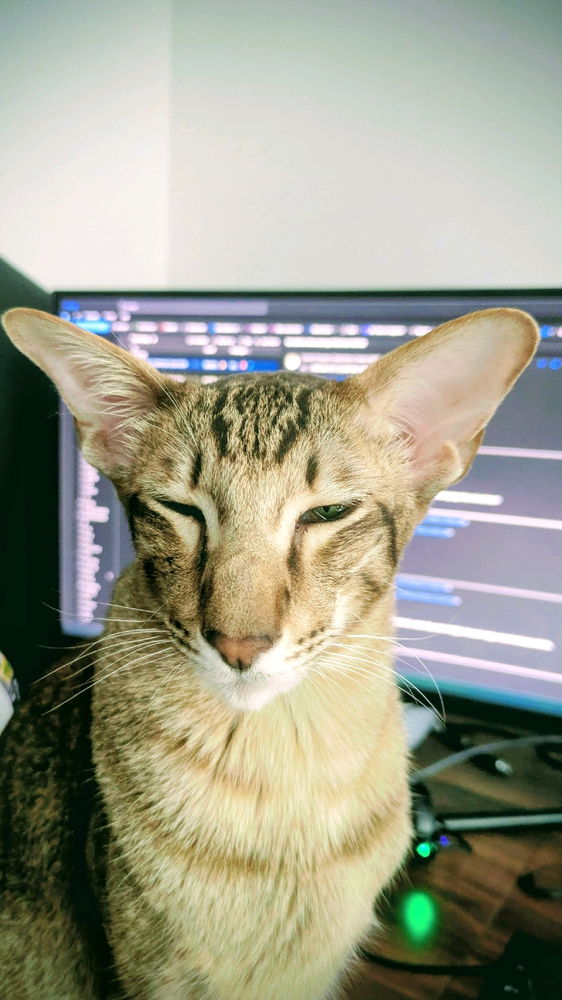 Müde Tiger 😻