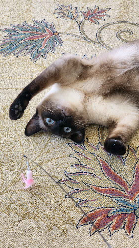😺