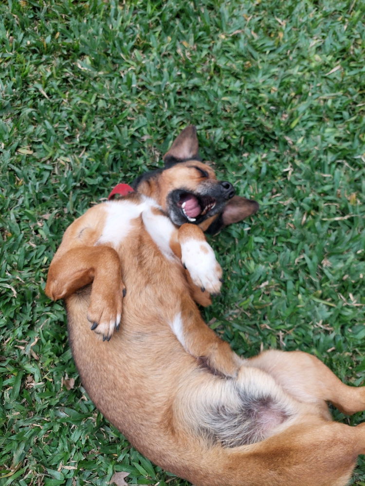 Mas que un perro es como una salchicha