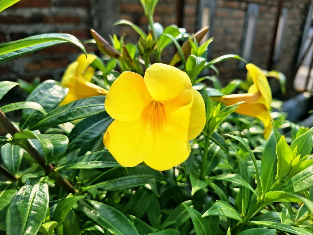 Beauty In Yellow 💛