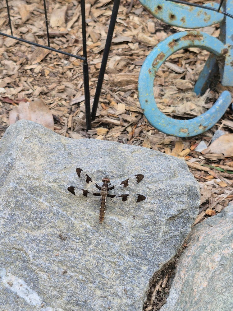 Dragonfly