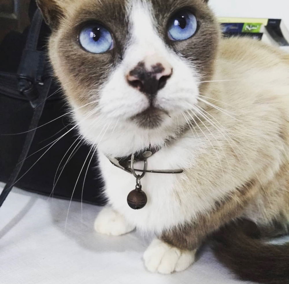 Leon 🐈