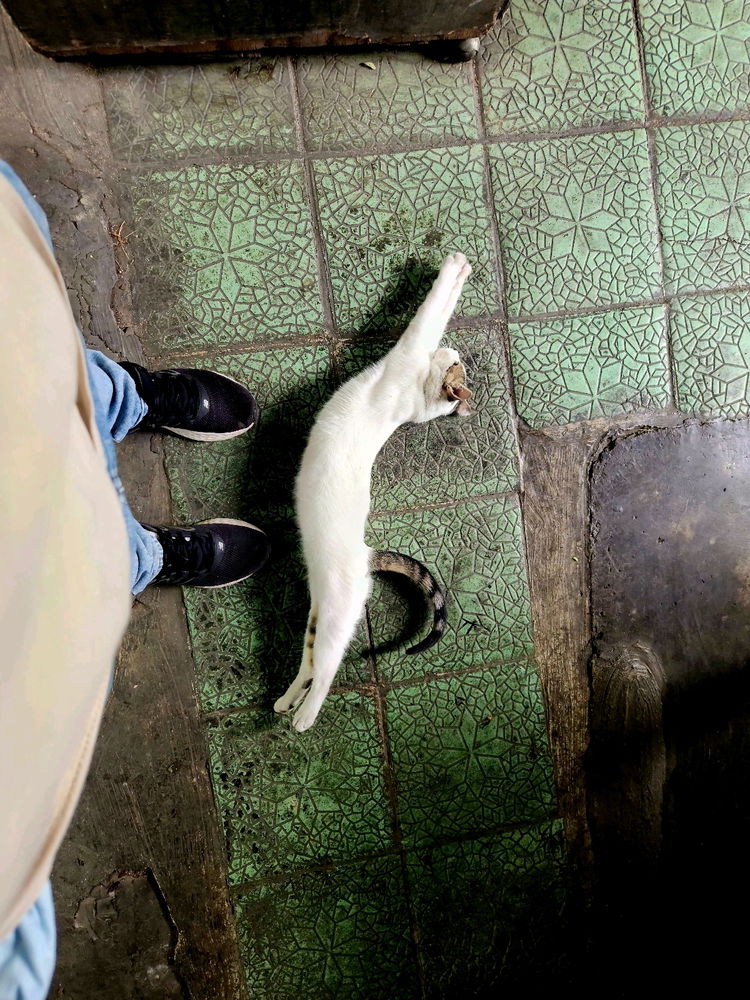 Quien soy yo para privar a Nailo de ser el logo de la marca Puma!