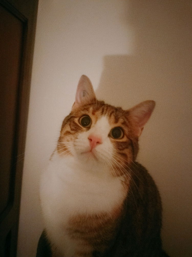 Chat 🐱