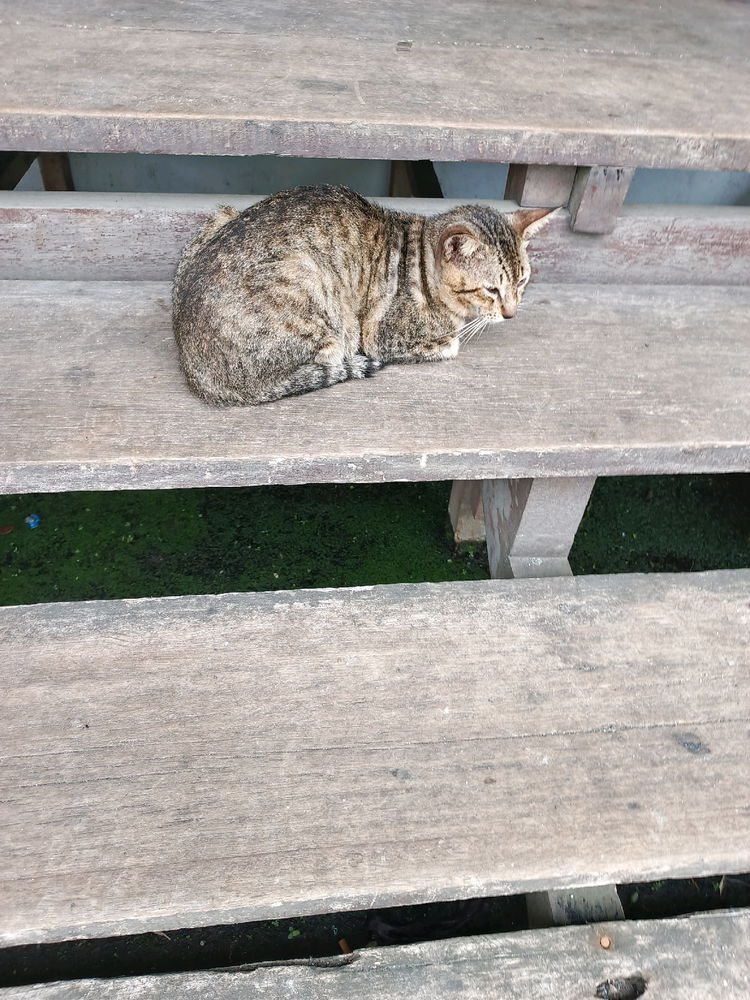 Daily cat post 8