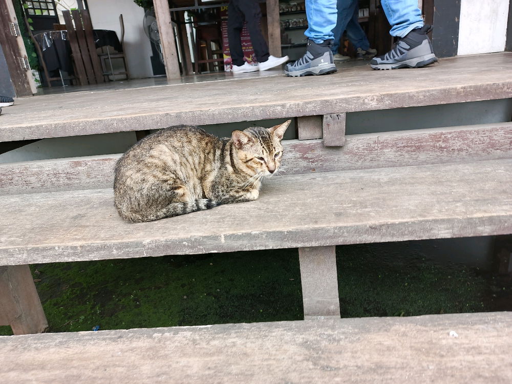 Daily cat post 8