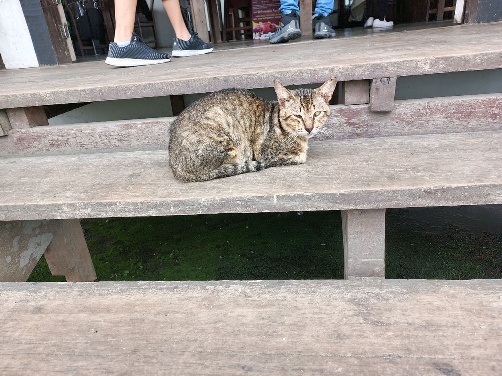Daily cat post 8