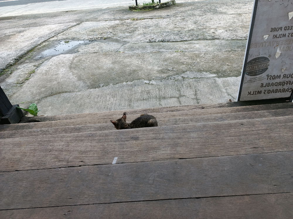 Daily cat post 8