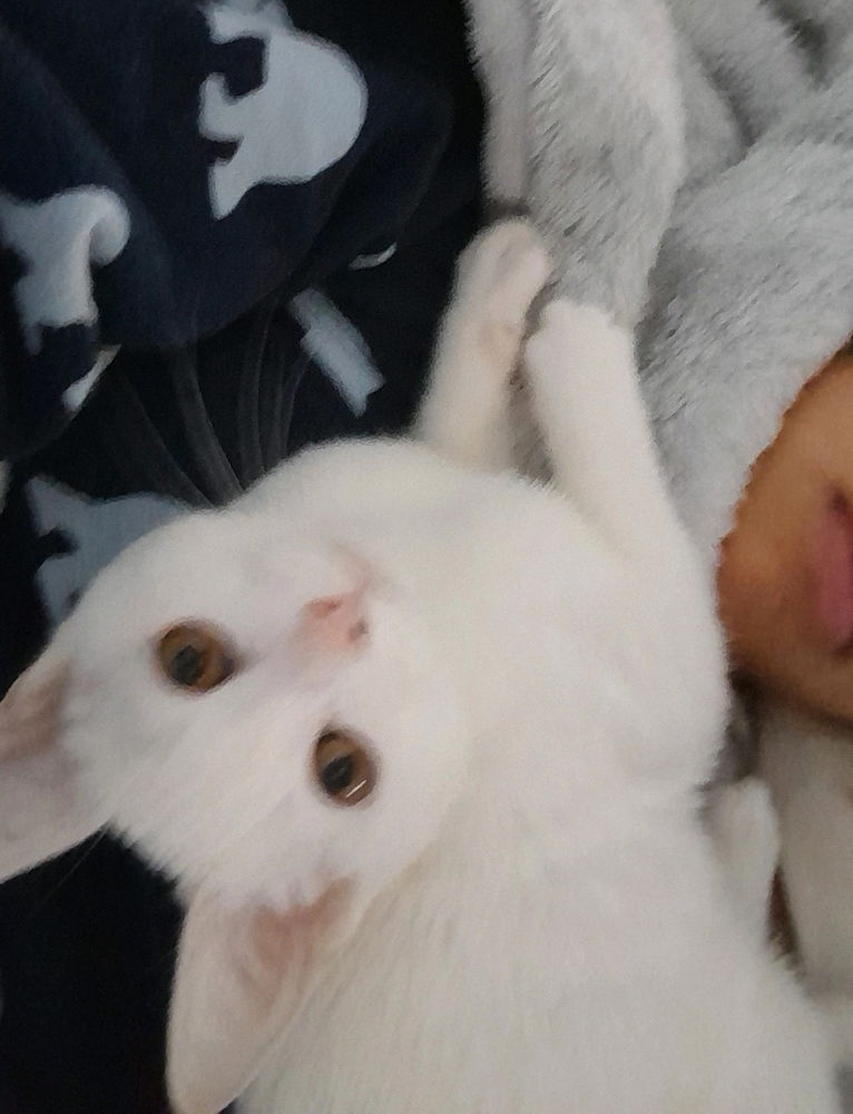 Gato