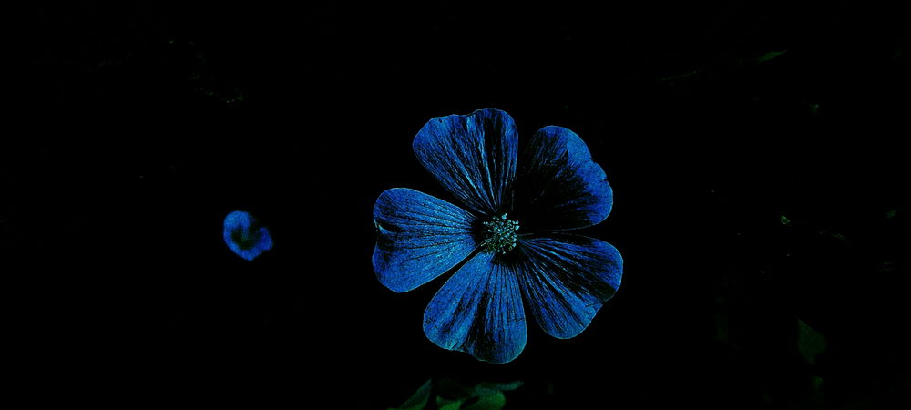 Flor