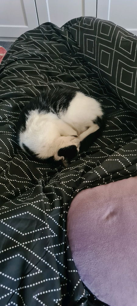 This little butthead