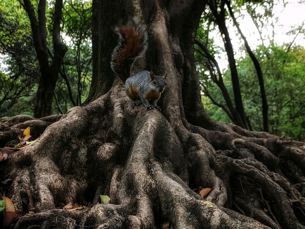 Les regalo un ardilla 🐿️