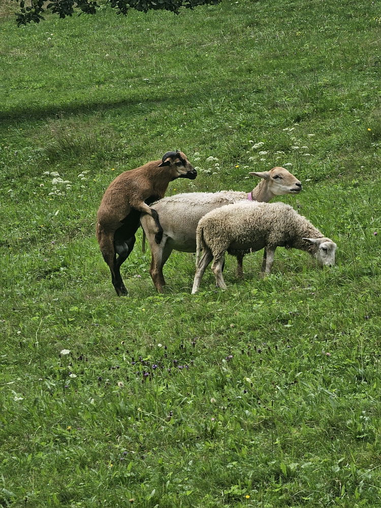 Prašivá