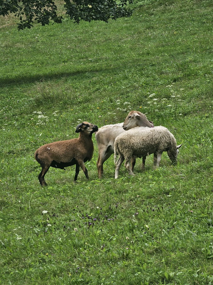 Prašivá