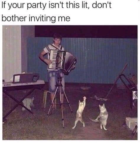 🎶 🪗 🐈