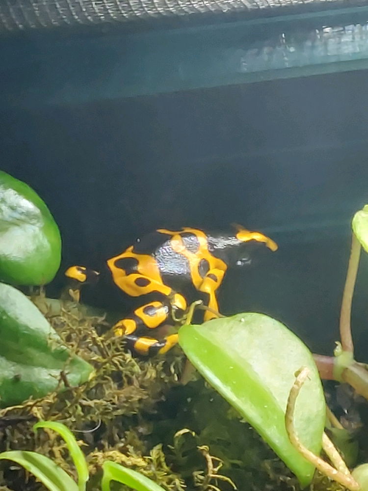 I like the spots