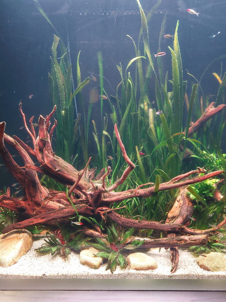 Nice aquarium