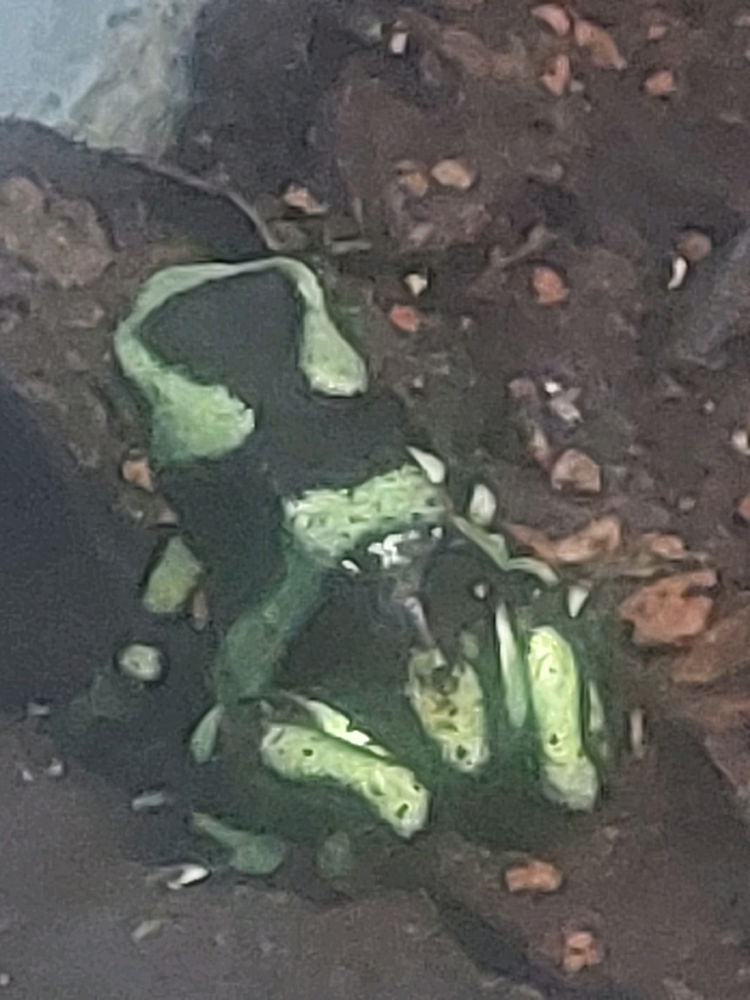 Green and black frog