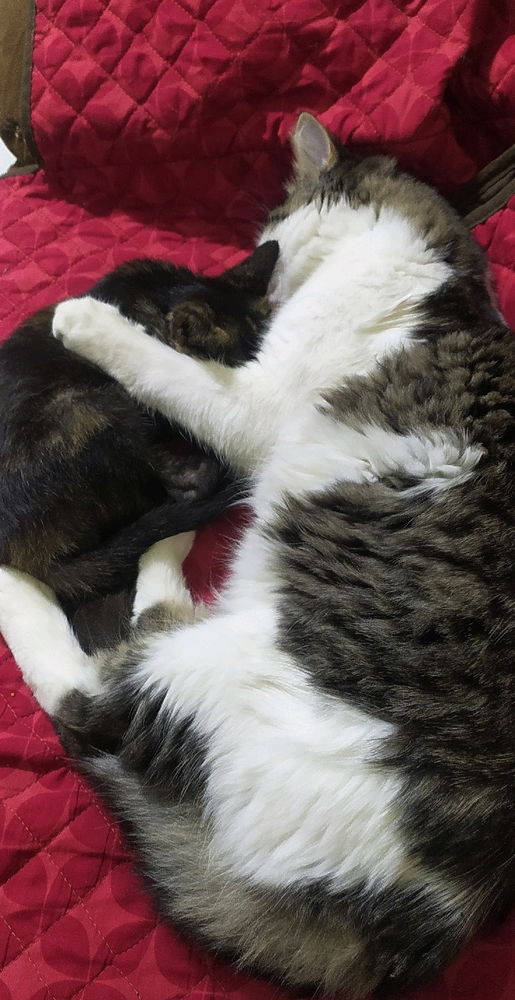 Mis dos pequeños