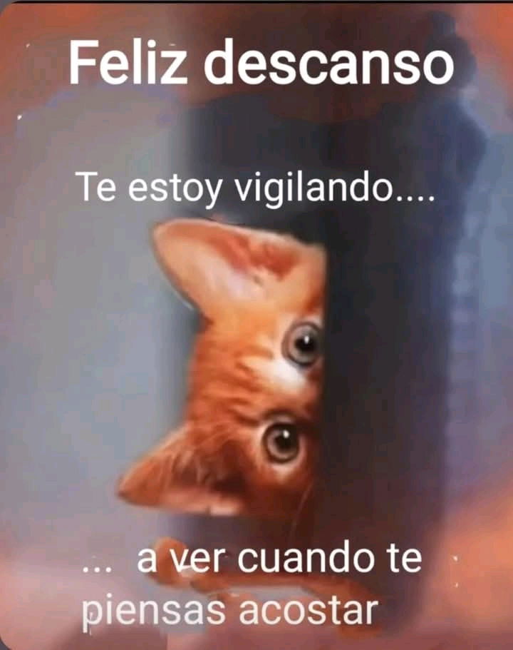 Gatos