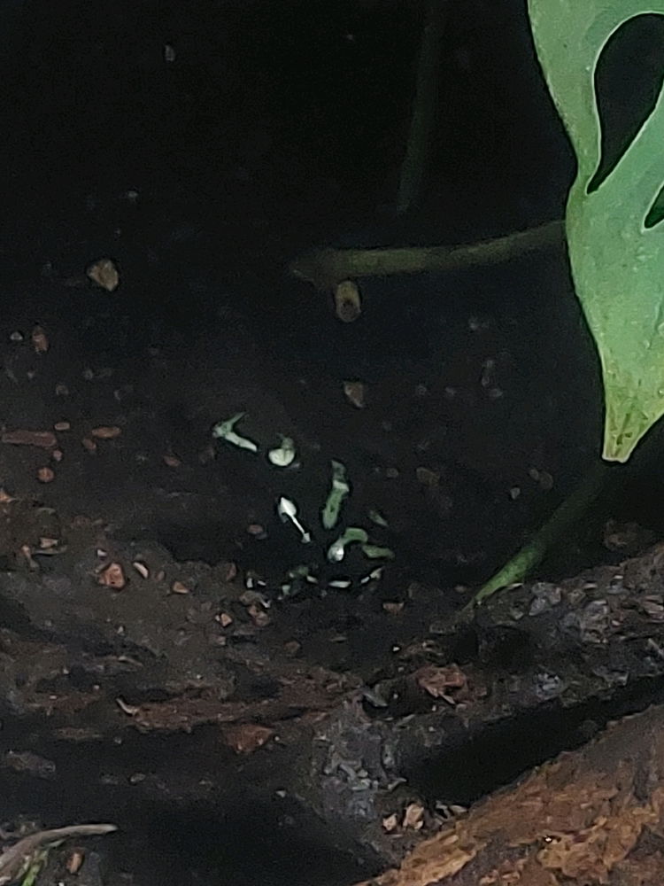 Frog 🐸