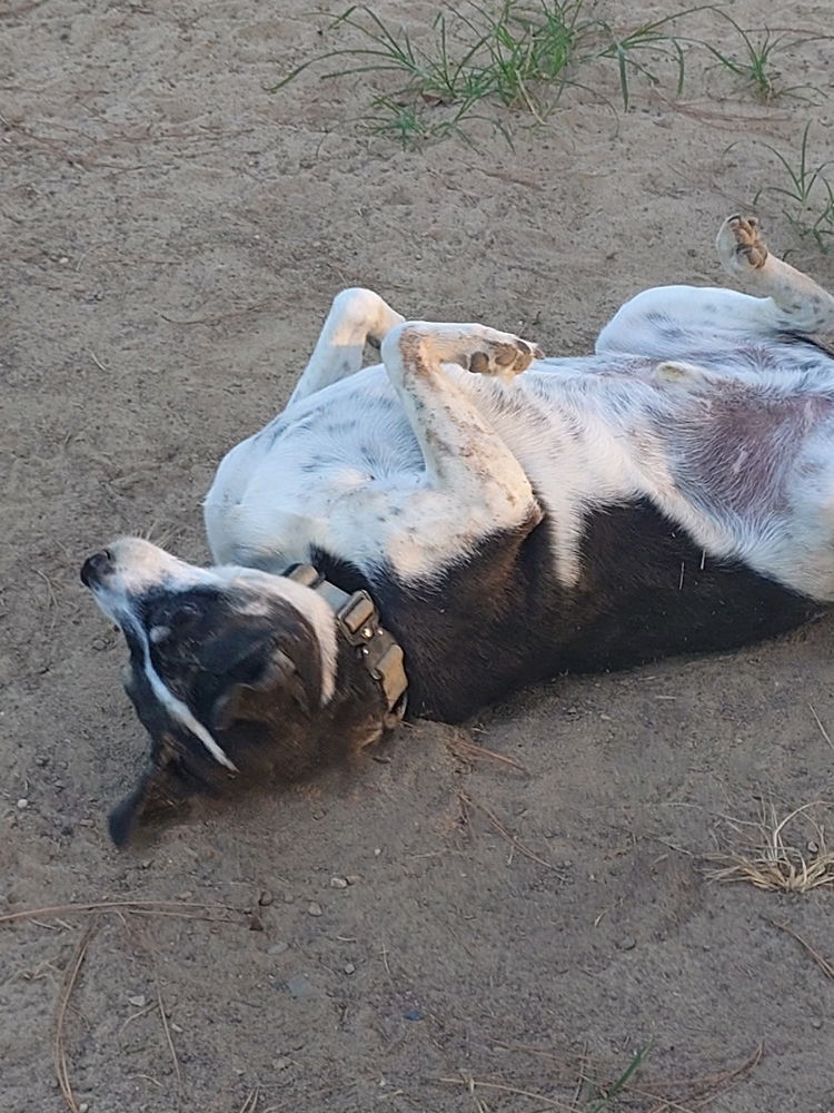 Dust bath 🤣