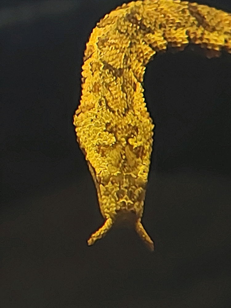 Hisssssssssss