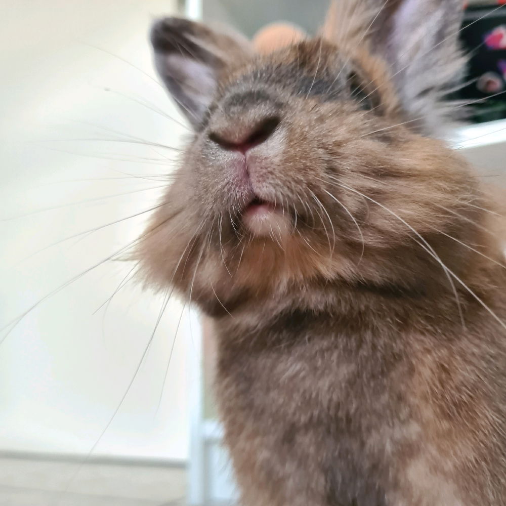 제노 🐰