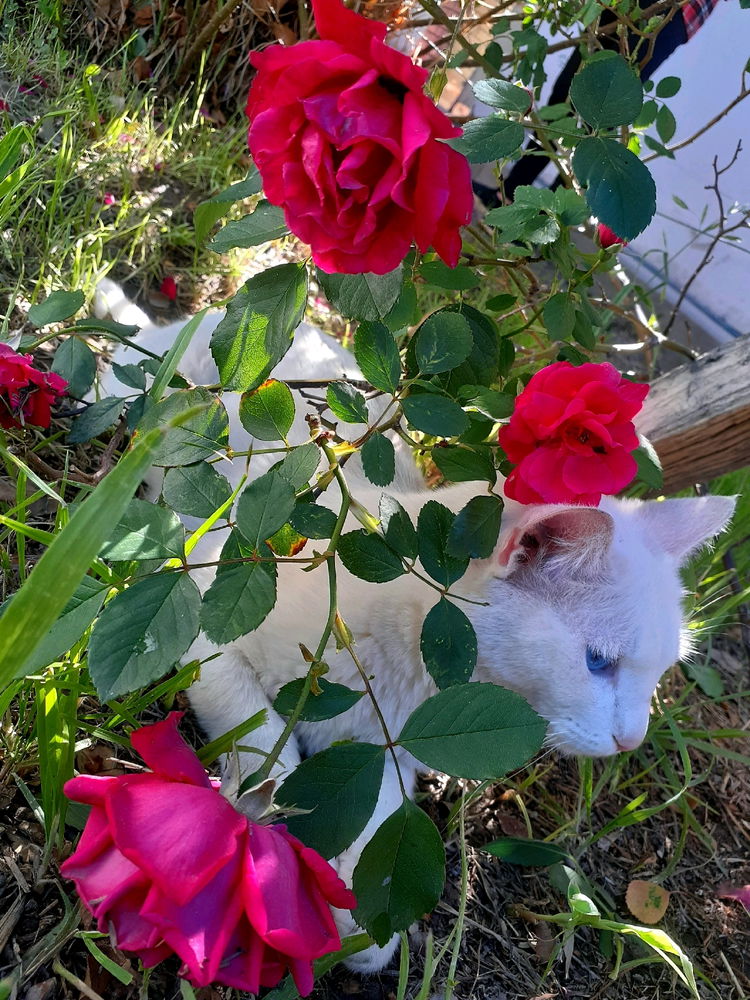 🐈🌹