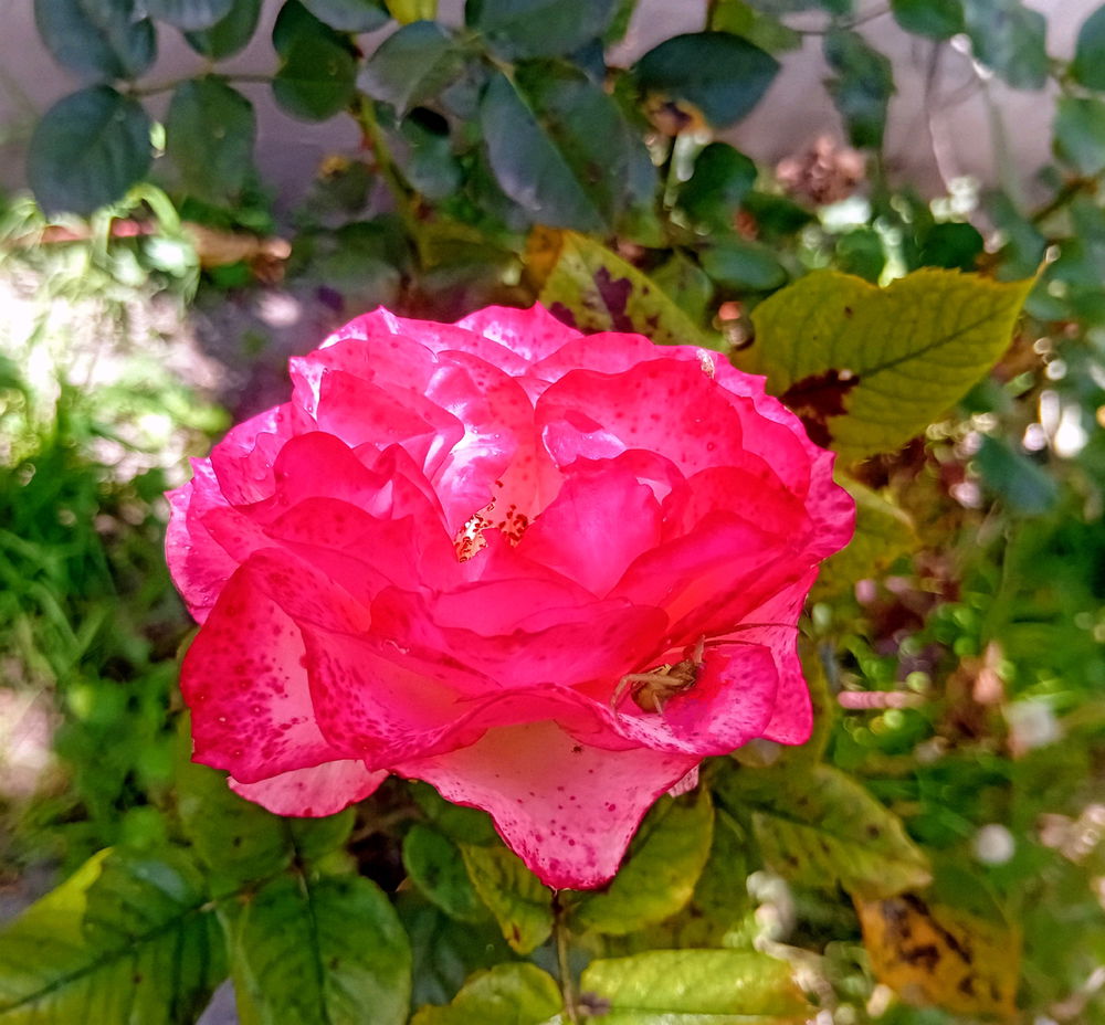 🕷🌹
