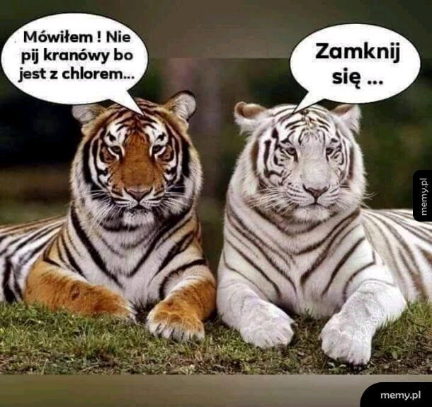🐅 🤭
