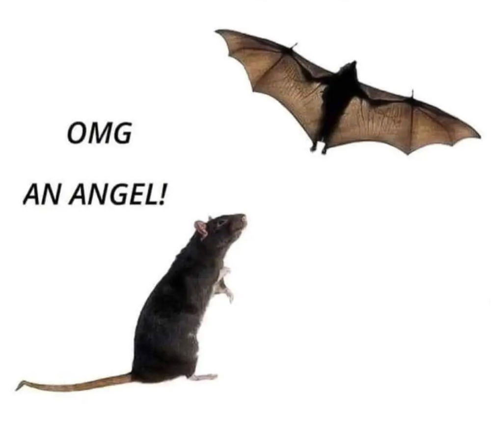 Anioł