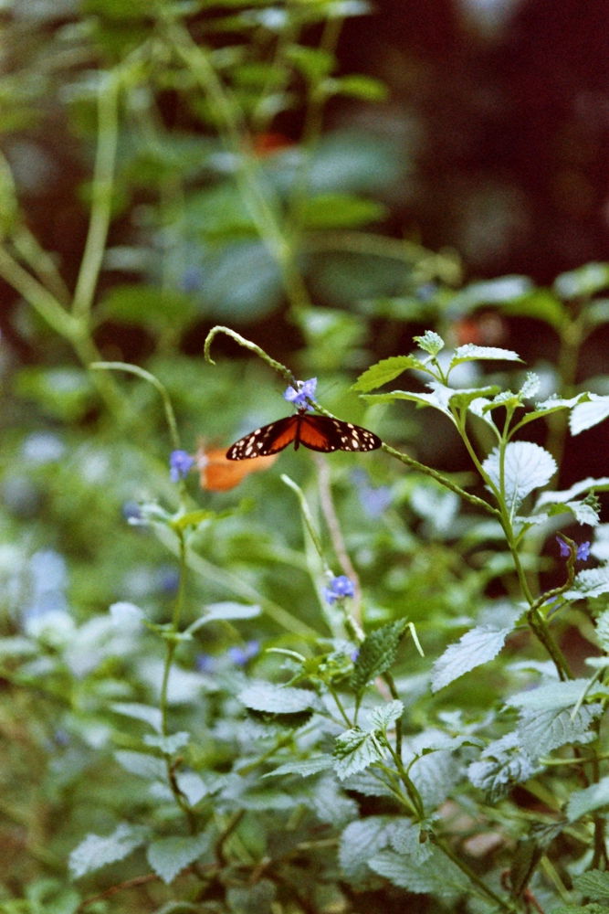 Nikon F90X + Kodak 100 iso film